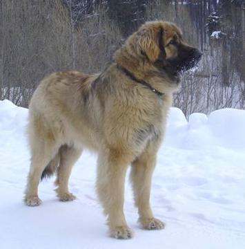 http://www.odintsovo.info/white/photo/klotik/Leonberger01-tn2.jpg