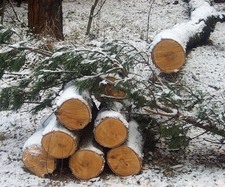 Одинцовец незаконно нарубил лес на 47 тыс. руб.