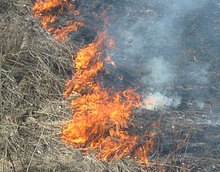 Пожар на Баковском кладбище в Одинцово: горели трава и деревья