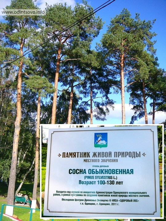 Памятник живой природы Одинцово