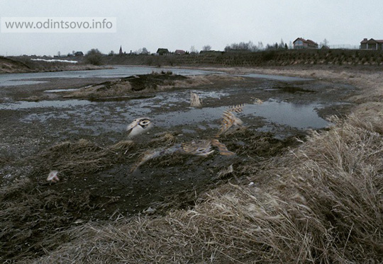 Останки морского монстра обнаружили на платной дороге в Одинцово