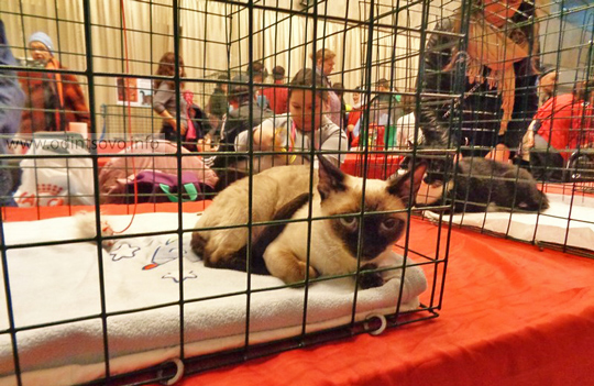 Выставка кошек в Одинцово