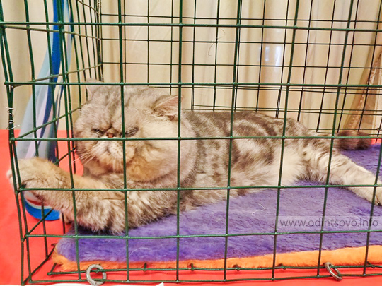 Выставка кошек в Одинцово