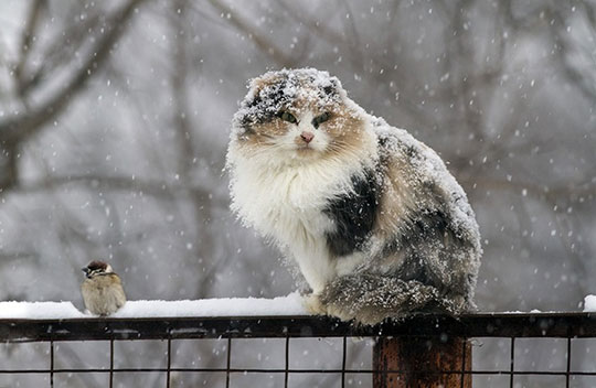 Мокрый снег, погода, Одинцовский район