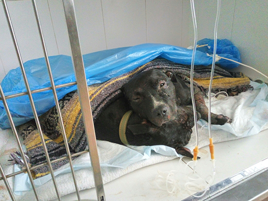 Собаки погибли после собачьих боёв в Акулово