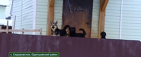 Собаки на территории дома в селе Сидоровское