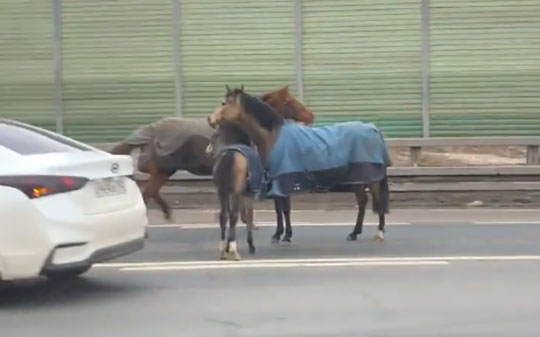 Лошади бегут по Минскому шоссе