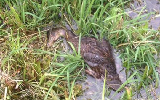 Утка погибла в Большом Немчиновском пруду