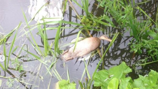 Птица погибла в Большом Немчиновском пруду
