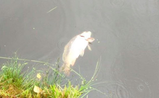 Рыба погибла в Большом Немчиновском пруду