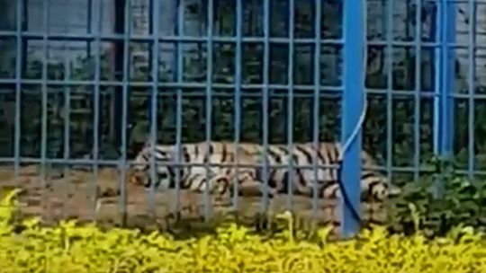 Тигр в клетке на участке элитного посёлка на Рублёвке
