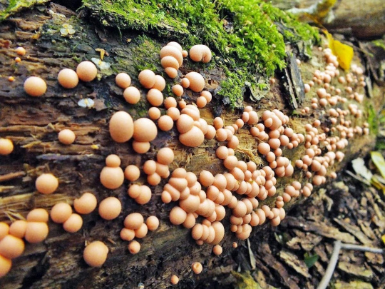 Жителей Подмосковья предупредили о грибах-мстителях