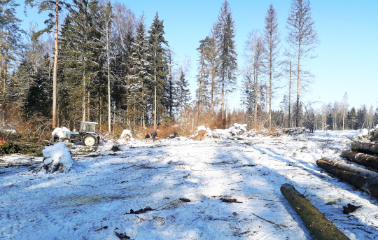 В лесах Одинцовского округа начались санитарные рубки