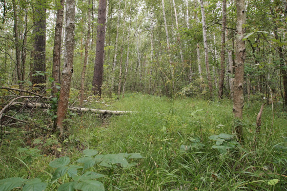 Ограничения на посещение лесов продлили до 1 сентября в Подмосковье