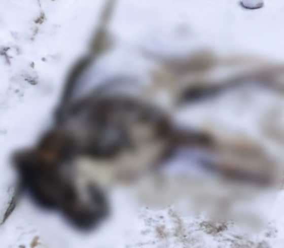 Одна из убитых собак