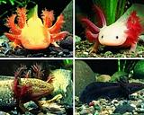 аксолотль или водяной дракон.