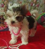 девочки биро продажа 8 916 581 86 22