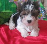  биверы продажа 8 916581 86 22