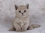 Британские котята из ILIOS CATS