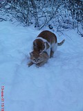 Кот по кличке Монстр. Кошка (внизу) Рыжка.