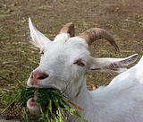 Надо побольше зелени!