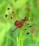 Odonata