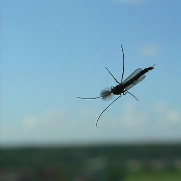 одинцовский комар, одинцово, Uncle_Theodors_Mum, Одинцово