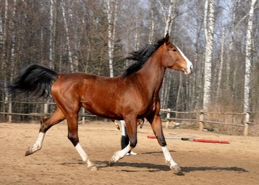 вита (лошадь моей подруги) фото ее же, мои лошадки, volchica, МОСКВА-ОДИНЦОВО-10