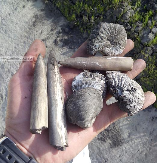 Останки морского монстра обнаружили на платной дороге в Одинцово, Типичные ископаемые, представители биоты Юрского периода
