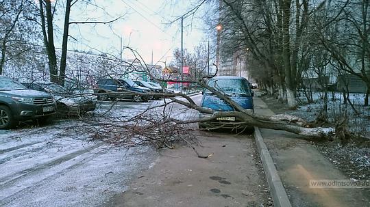 На Маковского два дерева повредило три автомобиля