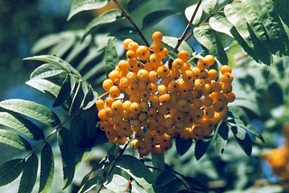 Одинцово в ХХ веке
Автор фото Иван Колупаев