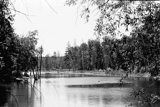 Пруд «Решетник»
Автор фото Иван Колупаев