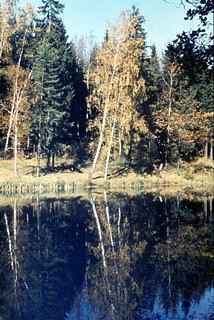 Пруд «Решетник»
Автор фото Иван Колупаев