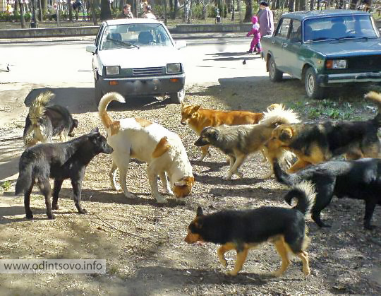 sobaki (на улицах города), Одинцовский питомник собак и кошек, Irina.Razinkova