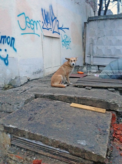 Стаи бродячих собак атакуют детей в Одинцово, Бродячая собака на плитах Теплосети