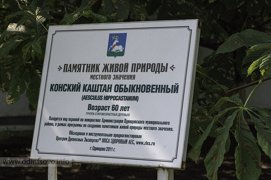 Памятник живой природы «Конский каштан обыкновенный», возраст 60 лет, в Одинцово