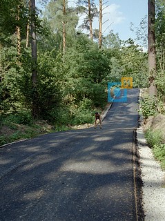 2002г. уложили асвальт на «Лазутинке» (Спортивный парк отдыха им. Героя России Ларисы Лазутиной)