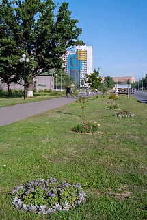 2001г. Аллея вдоль Красногорского шоссе, столетний дуб