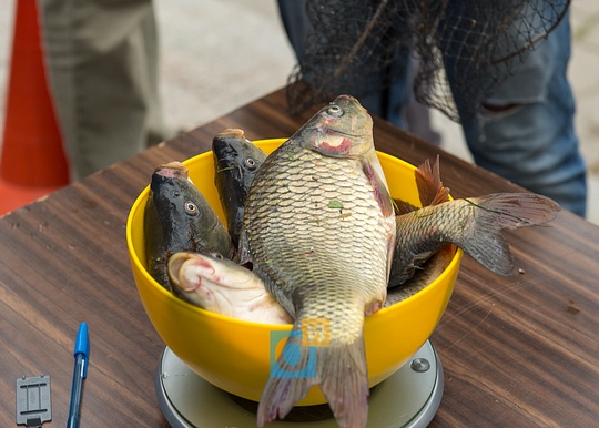 В Одинцово прошли соревнования по рыбной ловле, В Одинцово прошли соревнования по рыбной ловле