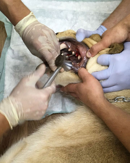 Одинцовские ветеринары помогли львице избавиться от молочных зубов, Август