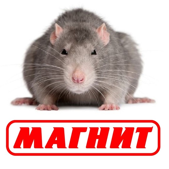 Пир для крыс: «Магнит» организовал свалку гниющих отходов, Январь