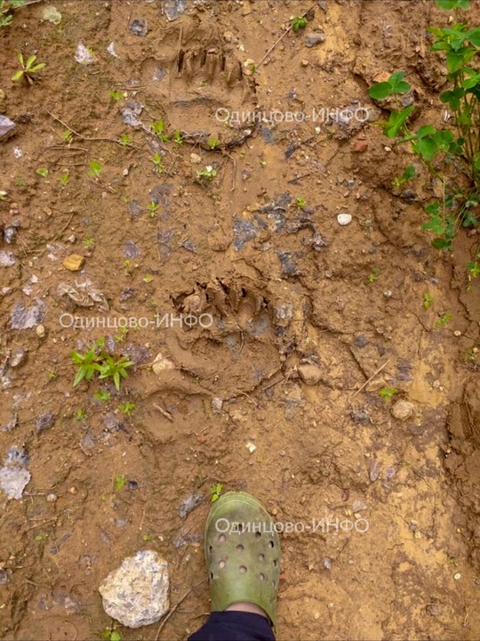 Те самые следы медведя, поселившегося в лесном массиве недалеко от Кубинки, Июль