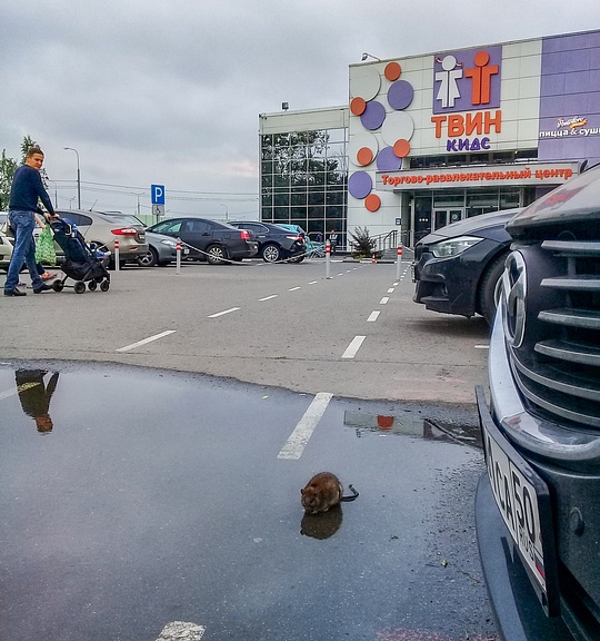 Крыса на водопое, парковка у торгового центра, микрорайон «Кутузовский», Июль