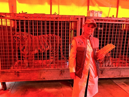 Клетки с тиграми в передвижном цирке, Ветеринарная служба Подмосковья провела осмотр львов и тигров в передвижном цирке