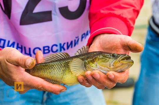 Ротана длиной 25 см поймали в «баранке» на соревнованиях по рыбной ловле в день города Одинцово, Соревнование рыбаков, награждение
