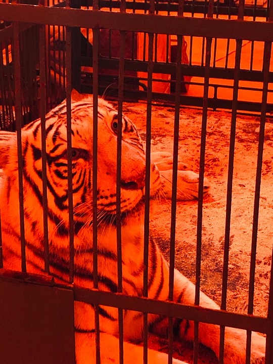 Один из тигров-артистов, Ветеринарная служба Подмосковья провела осмотр львов и тигров в передвижном цирке