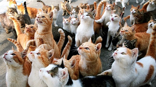 30 кошек живут в двухкомнатной квартире в посёлке Барвиха у пенсионера Александра Федосеева, Август