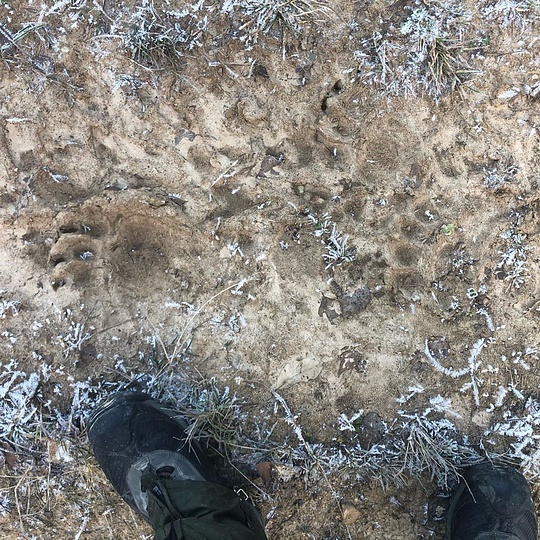 Охотник выложил в Инстаграм фото следов, Медвежьи следы снова зафиксировали в лесах Одинцовского округа