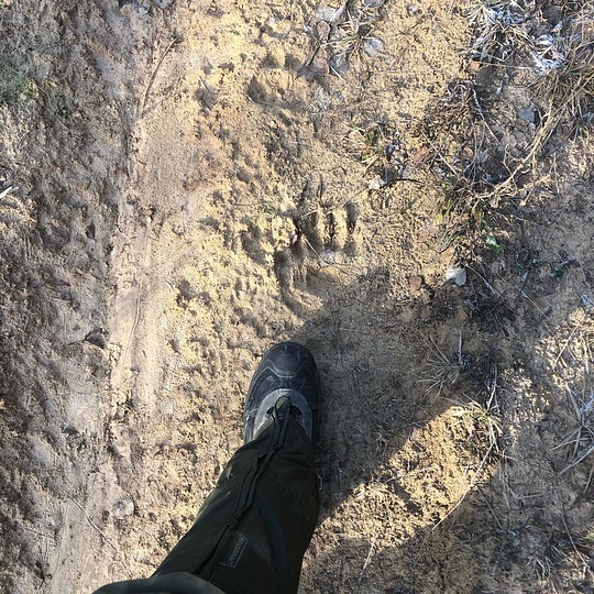 Охотник выложил в Инстаграм фото следов. Он считает, что их оставил медведь, Медвежьи следы снова зафиксировали в лесах Одинцовского округа