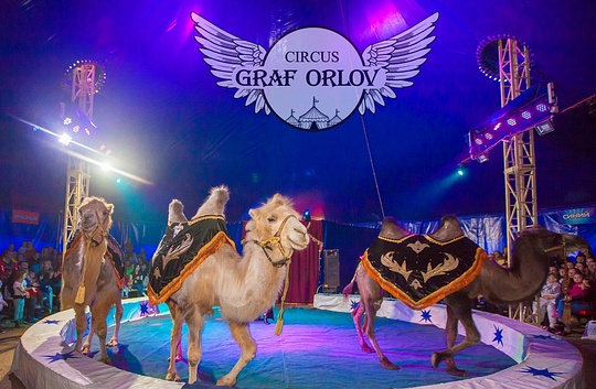 Шоу Аравийских верблюдов, Цирк — шапито «Граф Орлов» с грандиозной шоу-программой в Одинцово
